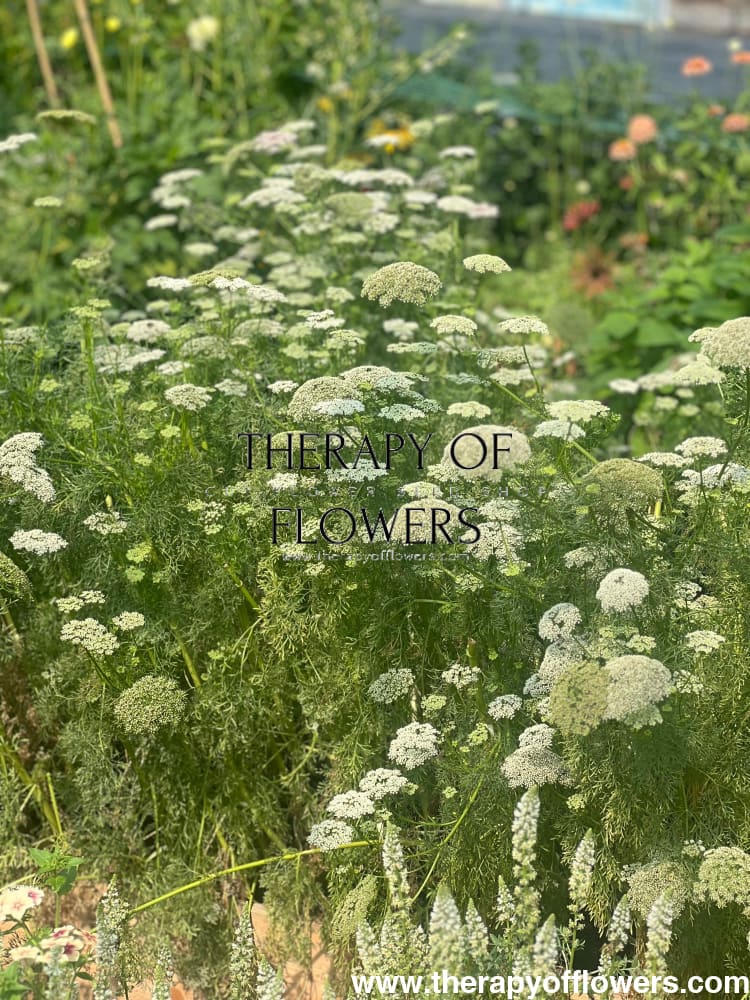 Ammi visnaga Casablanca | Queen Anne’s Lace - 0.1 gram - Seeds