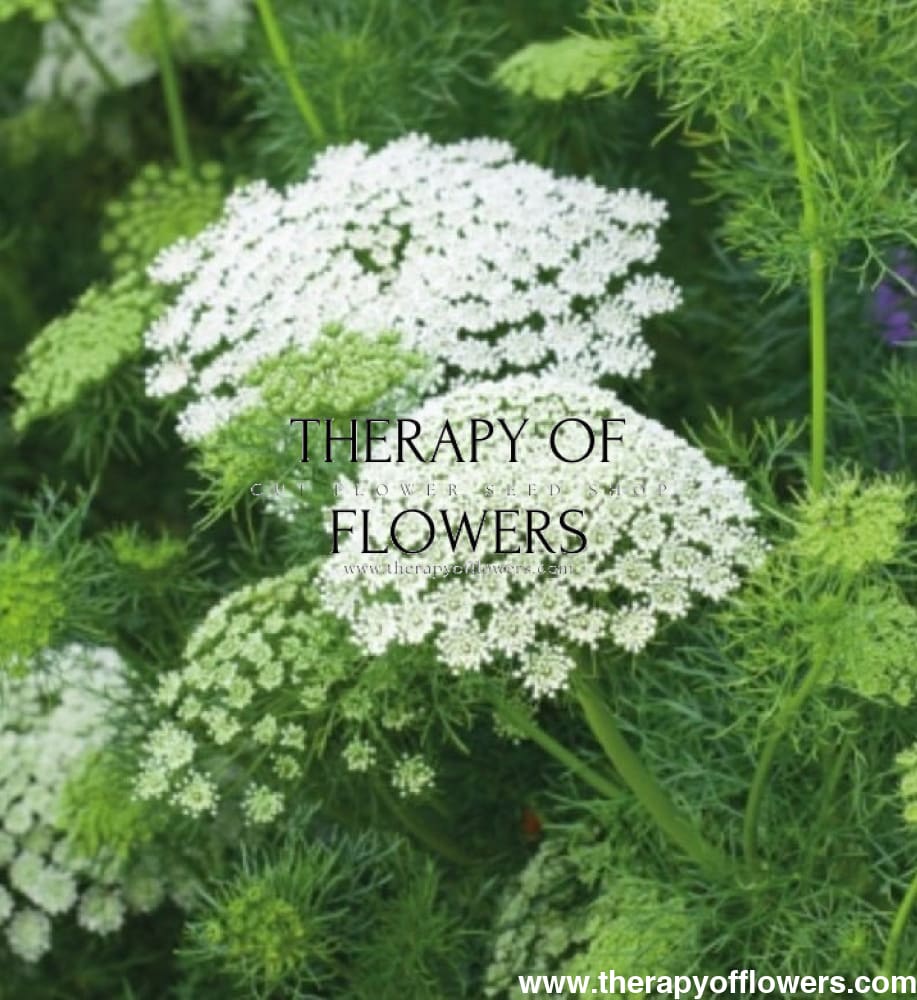 Ammi majus Casablanca - therapyofflowers.comflowers
