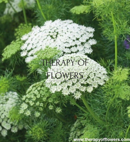 Ammi majus Casablanca - therapyofflowers.comflowers