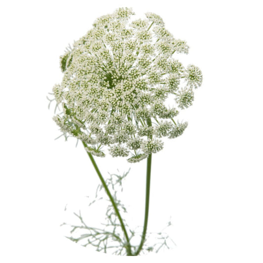 Ammi majus Casablanca - therapyofflowers.comflowers
