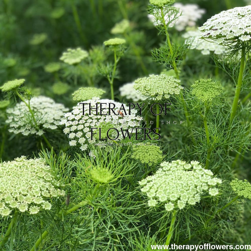 Ammi visnaga Casablanca | Queen Anne's Lace therapyofflowers.com