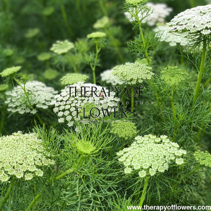 Ammi visnaga Casablanca | Queen Anne's Lace therapyofflowers.com