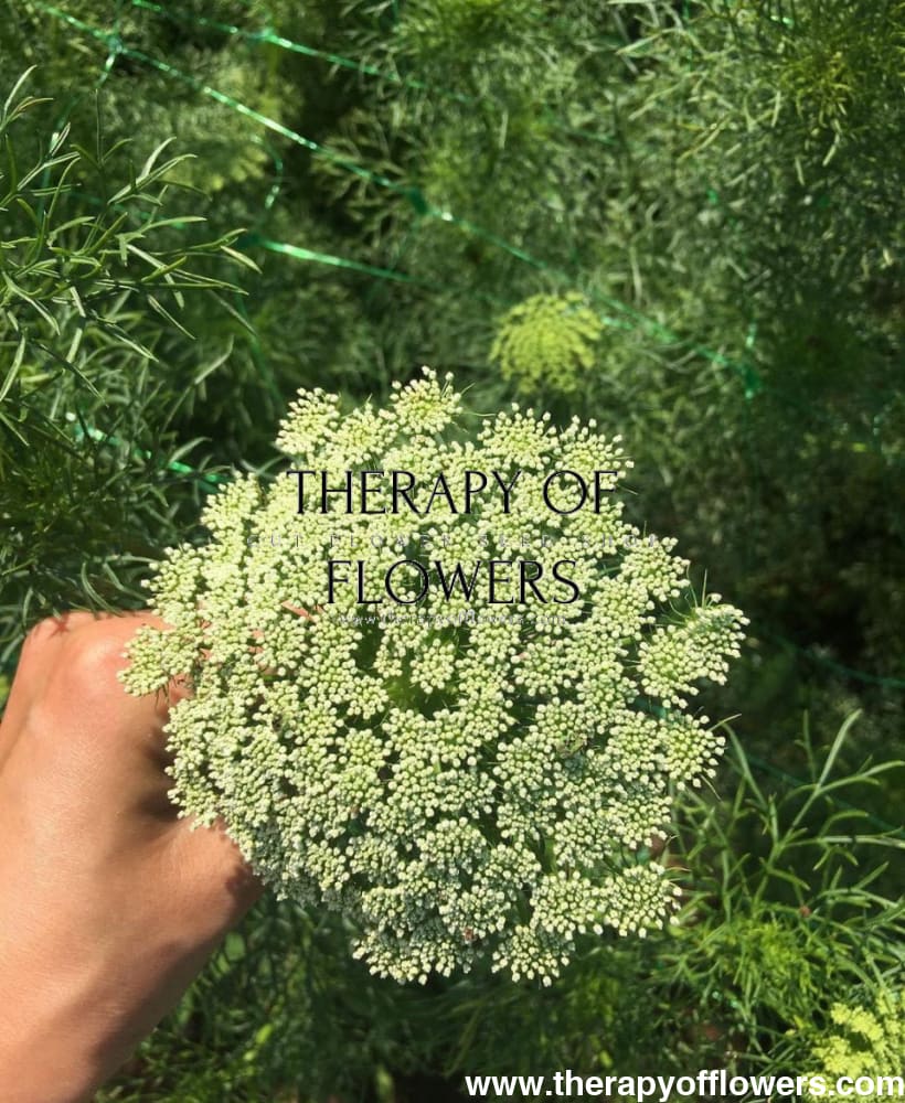 Ammi visnaga Green Mist | False Queen Anne's Lace - therapyofflowers.comseeds