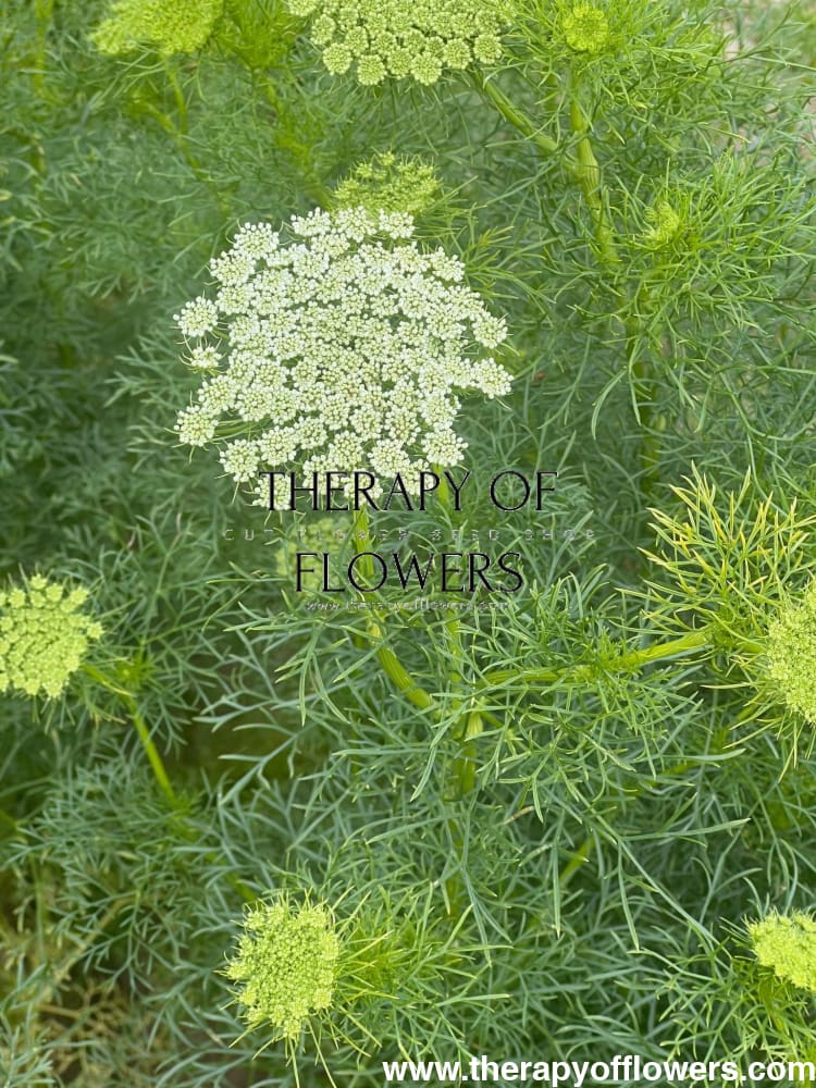 Ammi visnaga Green Mist | False Queen Anne's Lace - therapyofflowers.comseeds