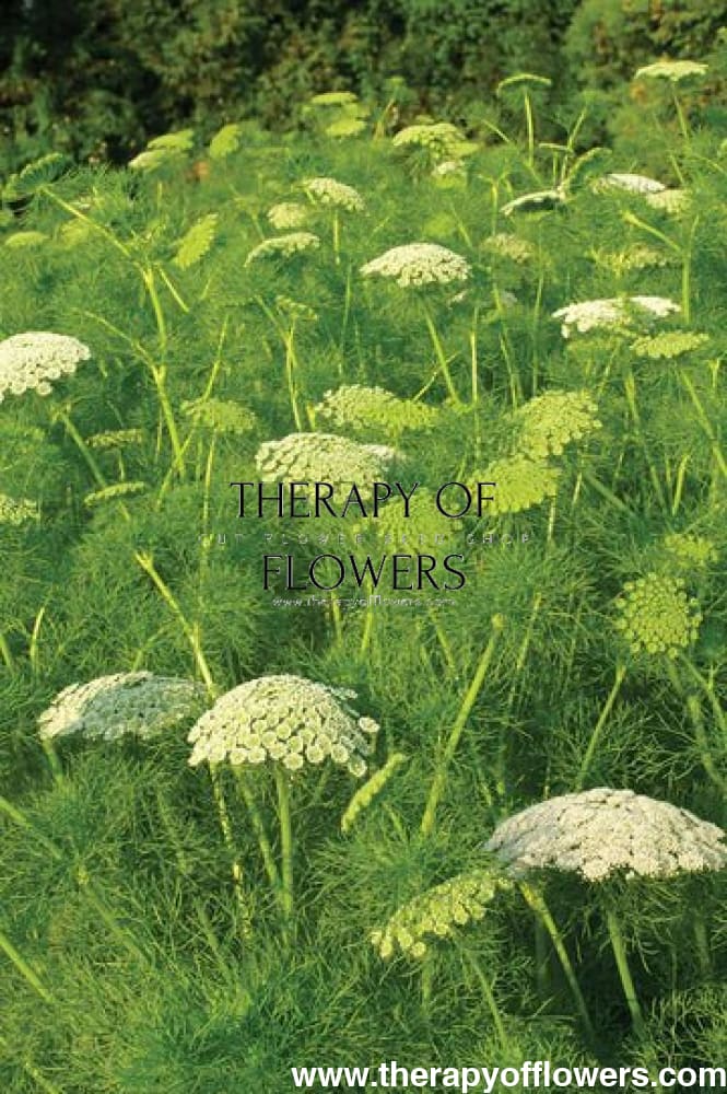 Ammi visnaga Green Mist | False Queen Anne's Lace - therapyofflowers.comseeds