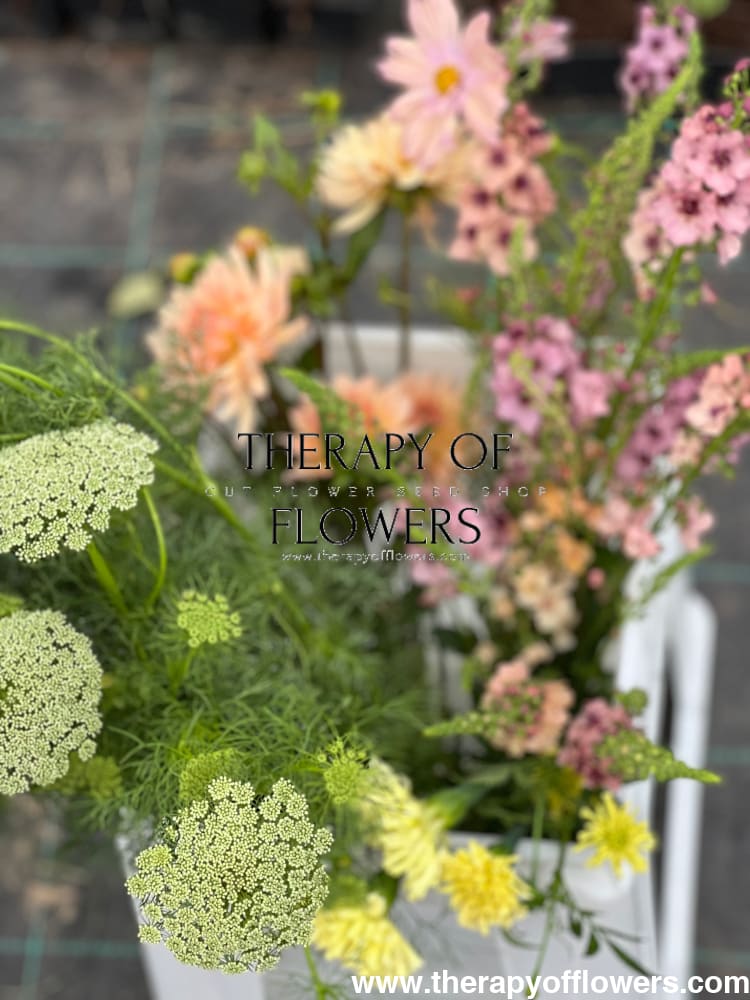 Ammi visnaga Green Mist | Queen Anne's Lace | Bouquet filler therapyofflowers.com