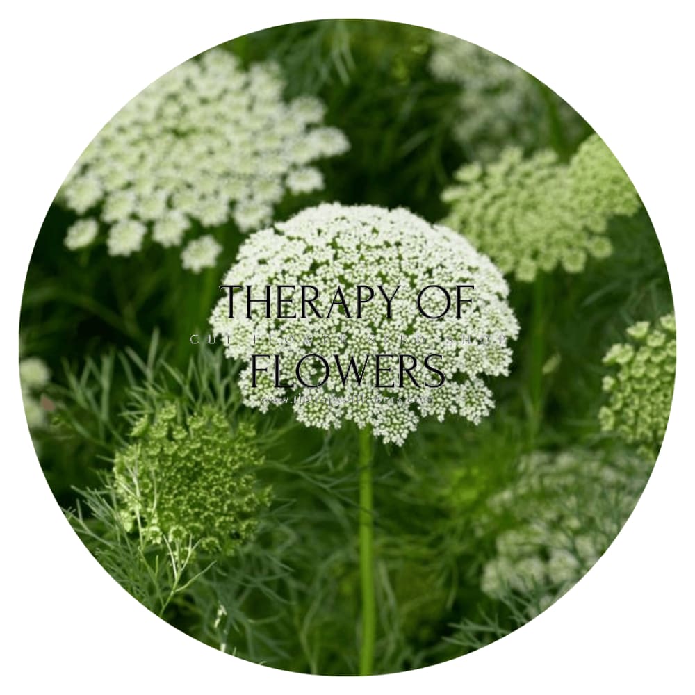 Ammi visnaga Green Mist | False Queen Anne's Lace - therapyofflowers.comseeds
