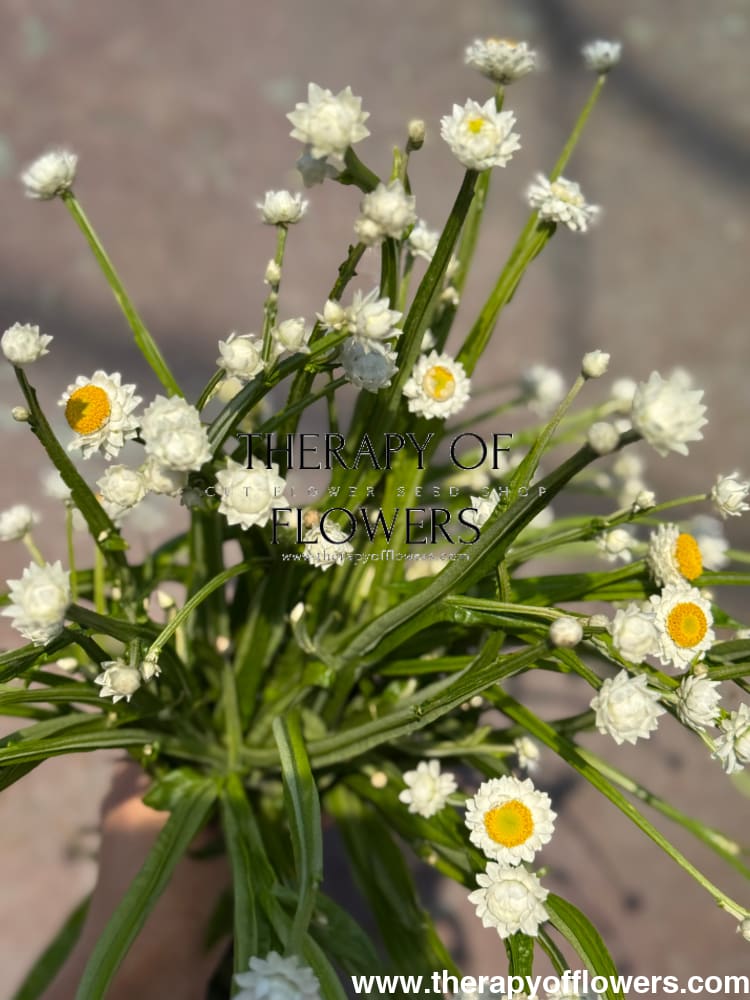 Ammobium alatum Grandiflorum | Everlasting Sandflower therapyofflowers.com