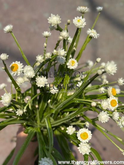 Ammobium alatum Grandiflorum | Everlasting Sandflower therapyofflowers.com