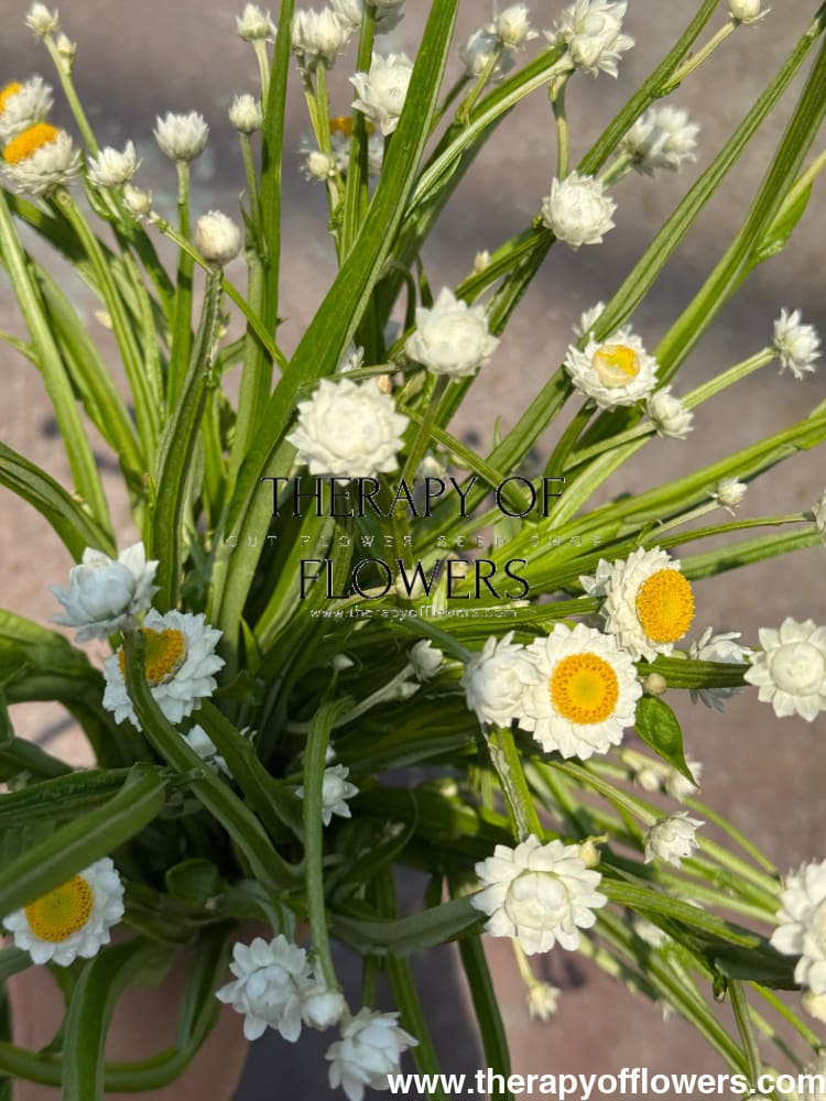 Ammobium alatum Grandiflorum | Everlasting Sandflower therapyofflowers.com