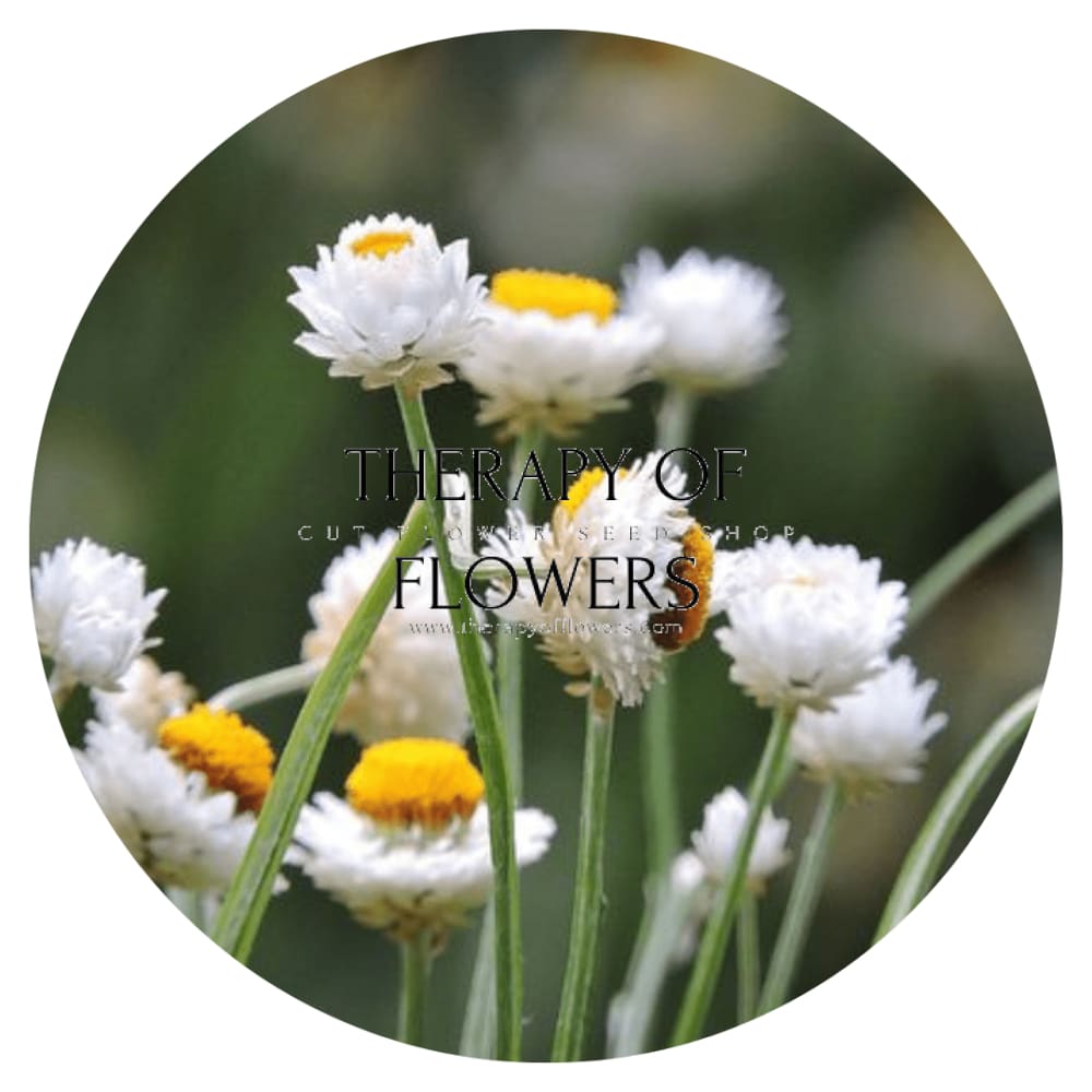 Ammobium alatum Grandiflorum | Winged Everlasting - therapyofflowers.comseeds