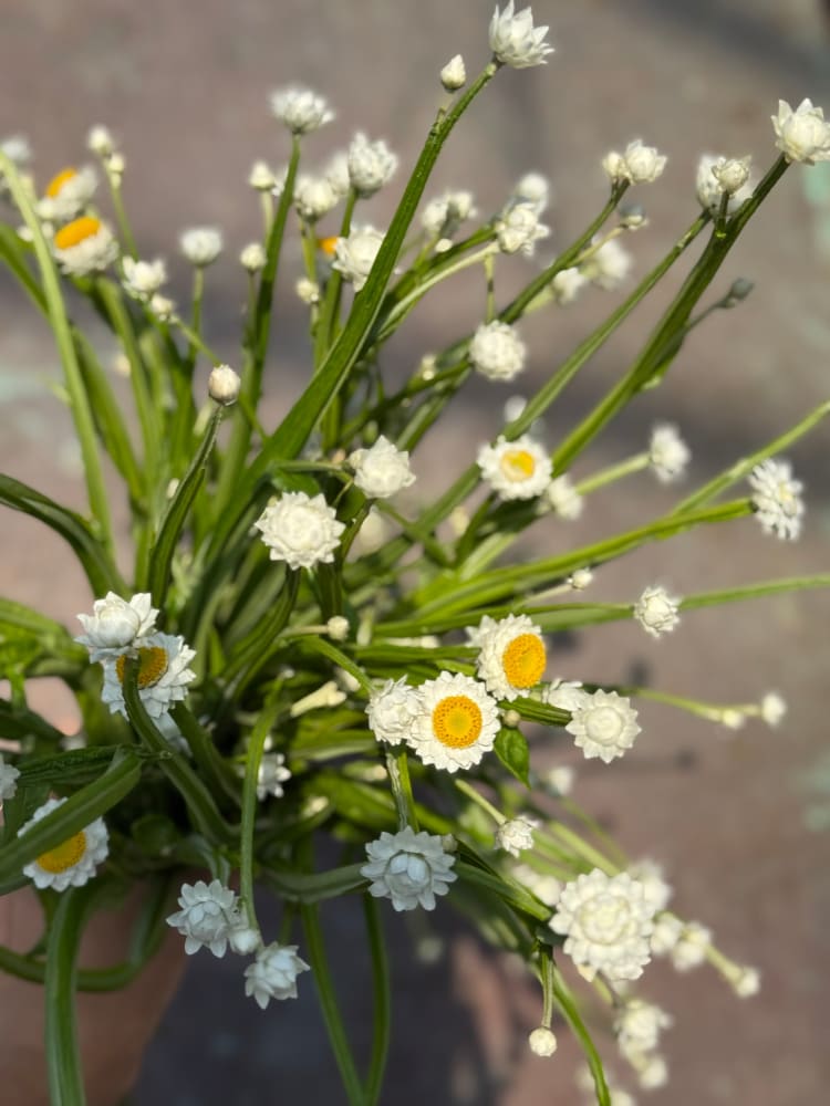 Ammobium alatum Grandiflorum | Everlasting Sandflower therapyofflowers.com