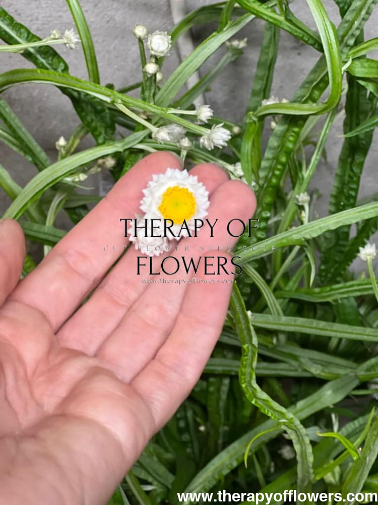 Ammobium alatum Grandiflorum | Winged Everlasting - therapyofflowers.comseeds