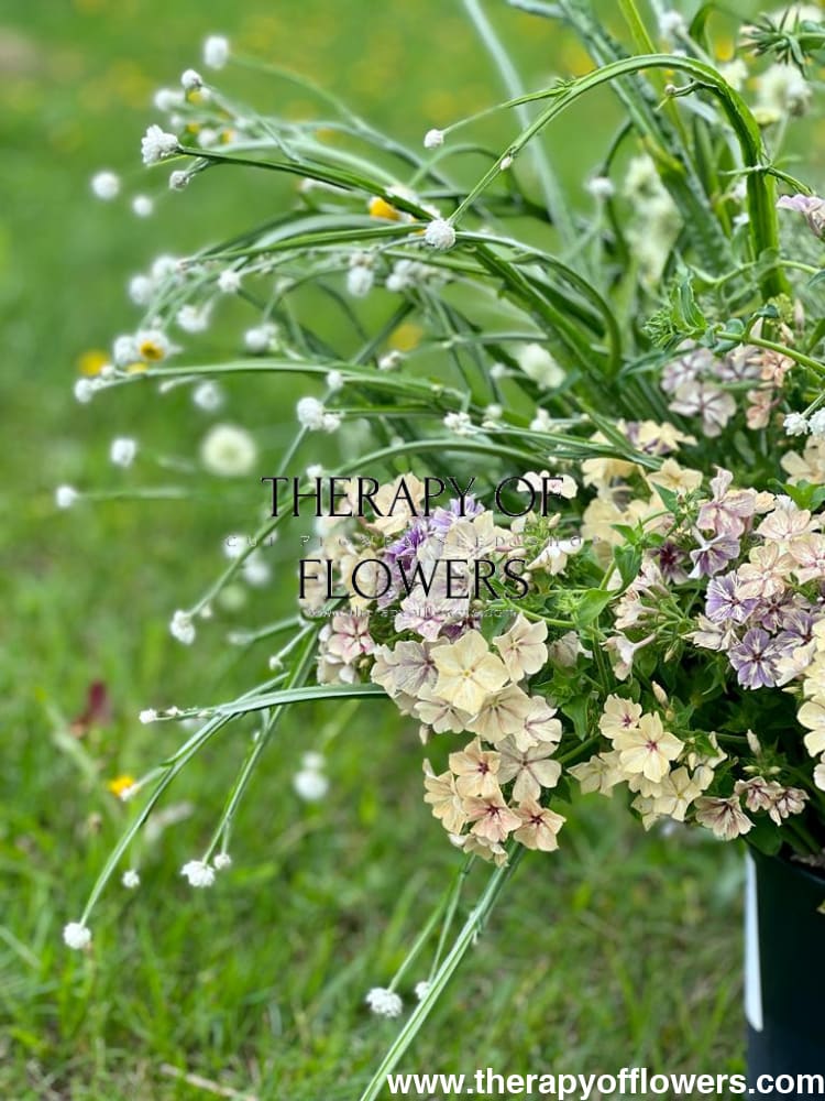 Ammobium alatum Grandiflorum | Winged Everlasting - therapyofflowers.comseeds