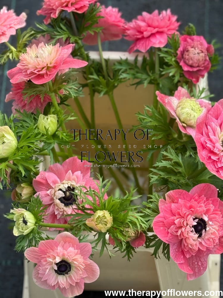 Anemone Levante® ROSA | Italian Anemone therapyofflowers.com