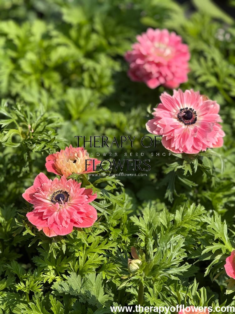 Anemone Levante® ROSA | Italian Anemone therapyofflowers.com