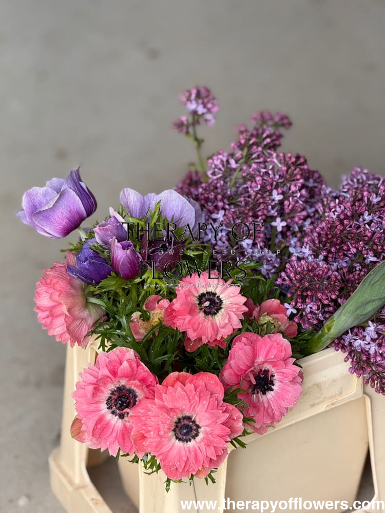 Anemone Levante® ROSA | Italian Anemone therapyofflowers.com