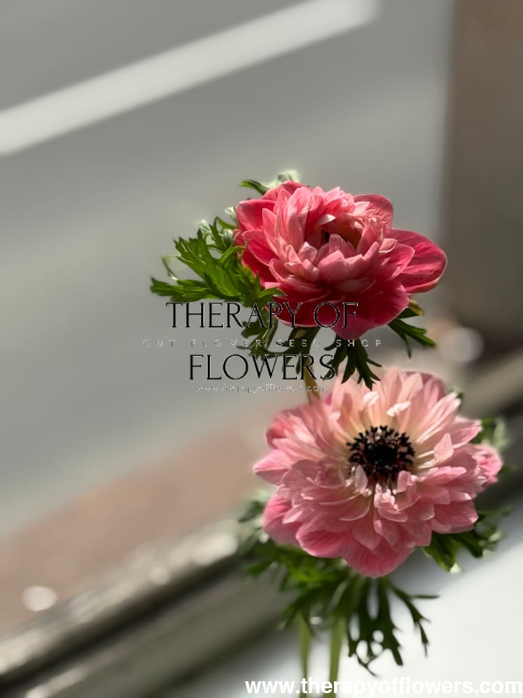 Anemone Levante® ROSA | Italian Anemone therapyofflowers.com