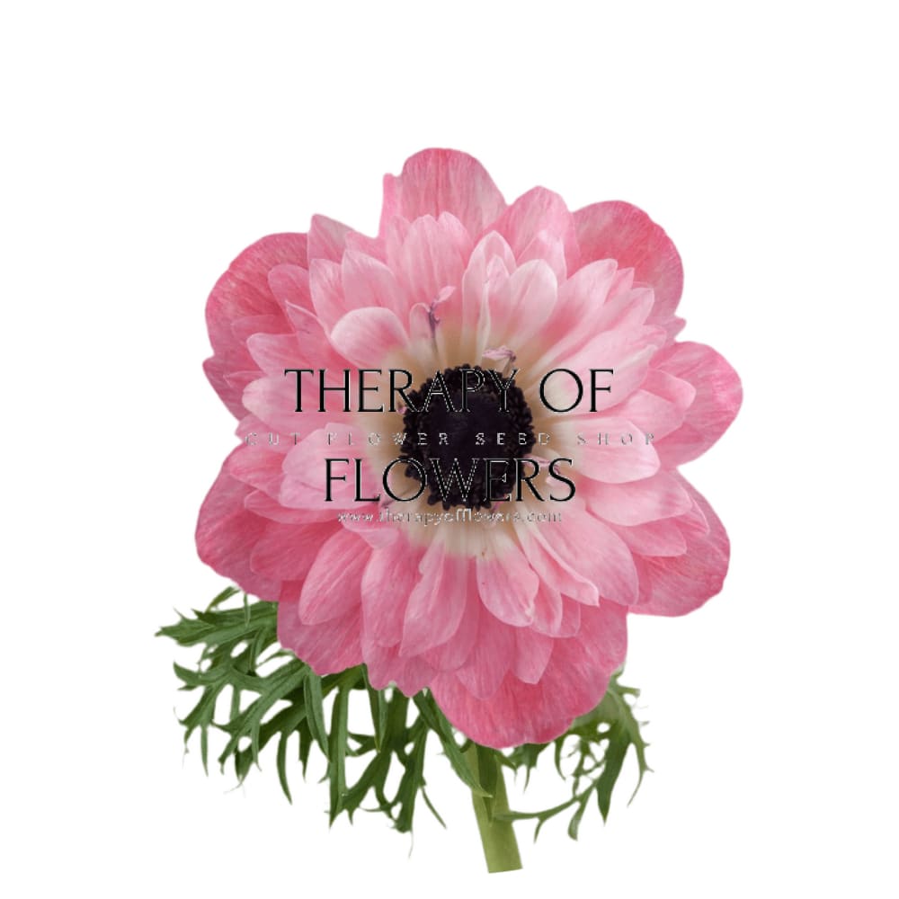 Anemone Levante® ROSA - Corms