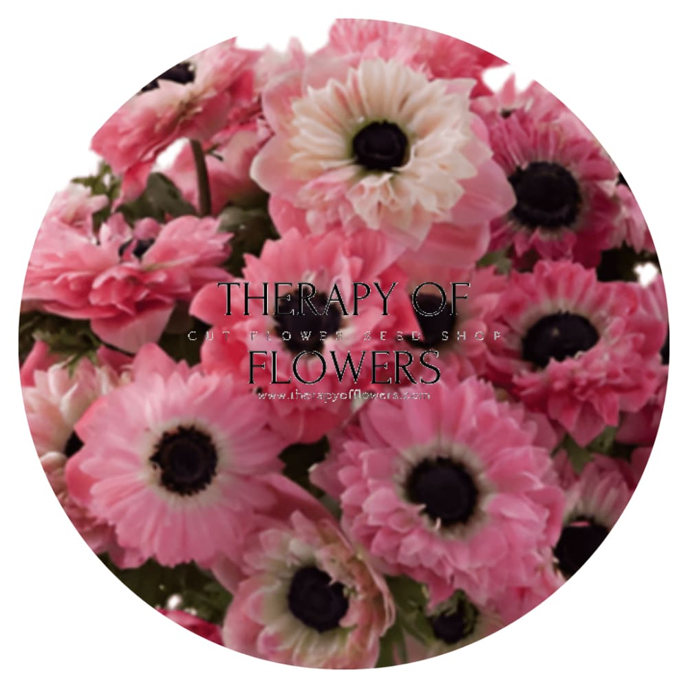 Anemone Levante® ROSA - Corms