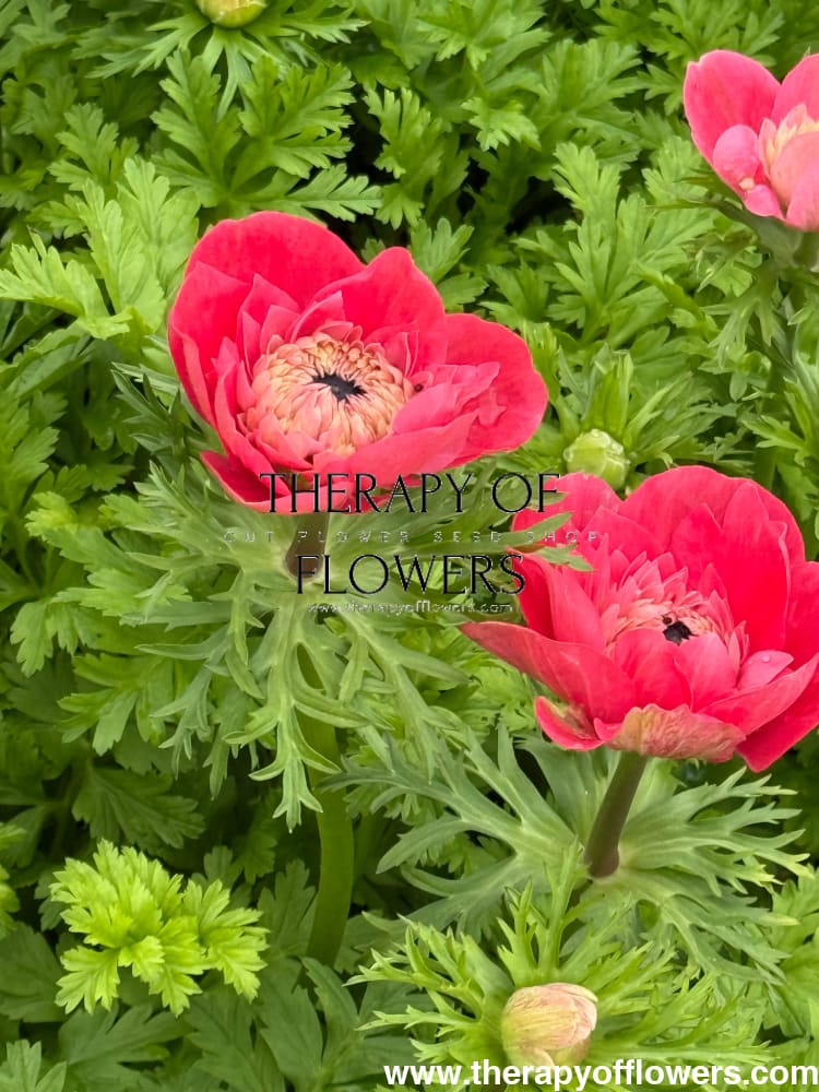 Anemone Levante® ROSA | Italian Anemone | Corm size: 4/5 therapyofflowers.com
