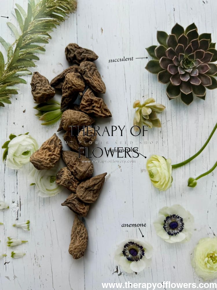 Anemone Levante® ROSA - Corms