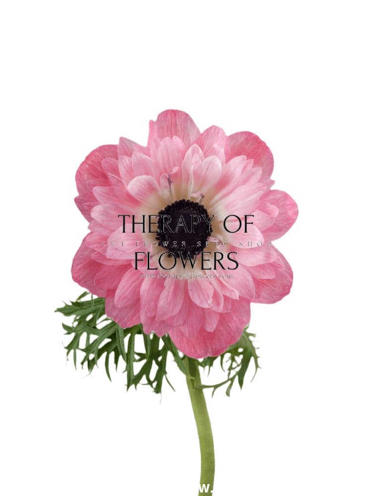 Anemone Levante® ROSA - Corms