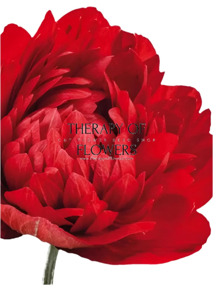 Anemone Levante® ROSSO | Italian Anemone | Corm size: 4/5 therapyofflowers.com
