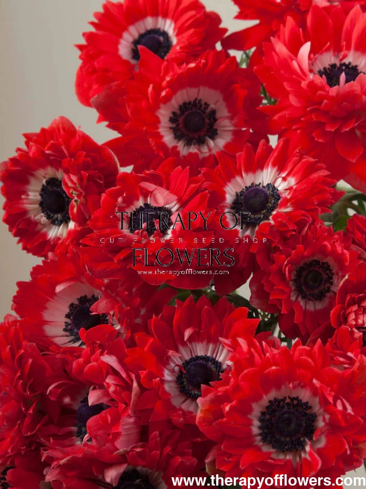 Anemone Levante® ROSSO | Italian Anemone | Corm size: 4/5 therapyofflowers.com