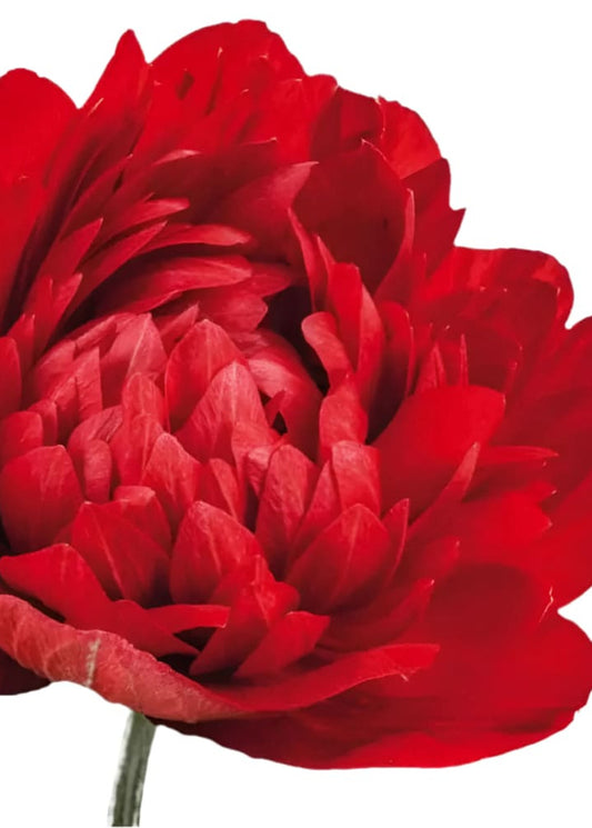 Anemone Levante® ROSSO | Italian Anemone | Corm size: 4/5 therapyofflowers.com