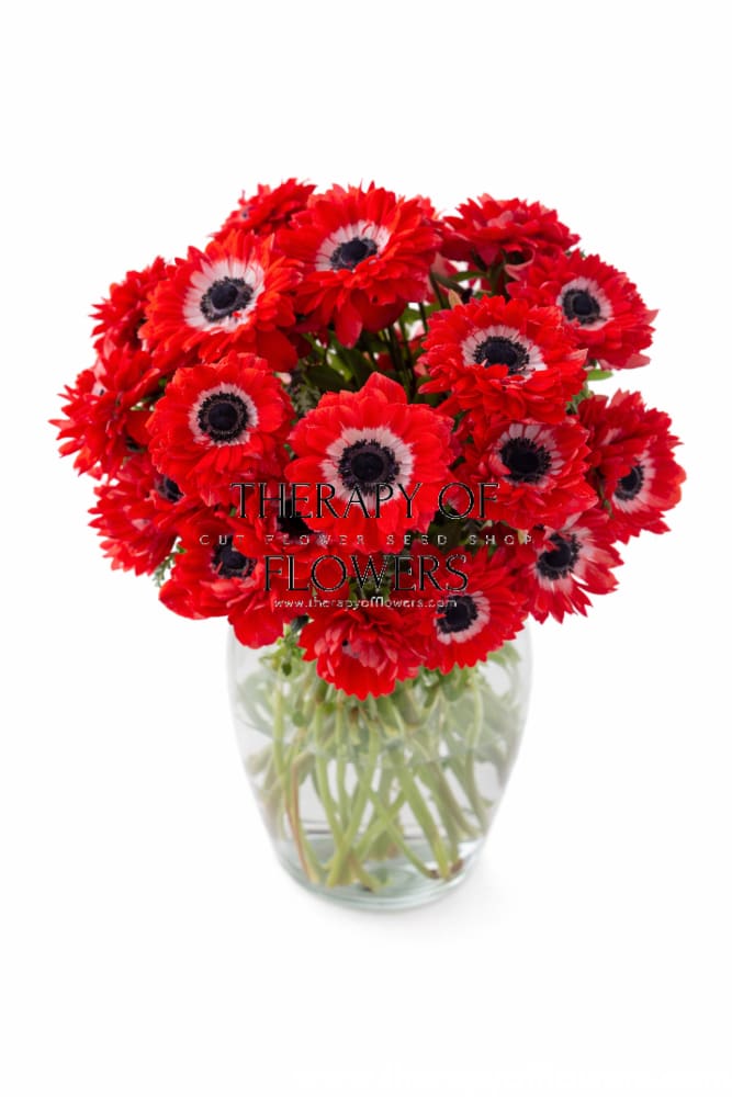 Anemone Levante® ROSSO | Italian Anemone | Corm size: 4/5 therapyofflowers.com