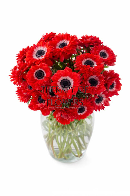 Anemone Levante® ROSSO | Italian Anemone | Corm size: 4/5 therapyofflowers.com