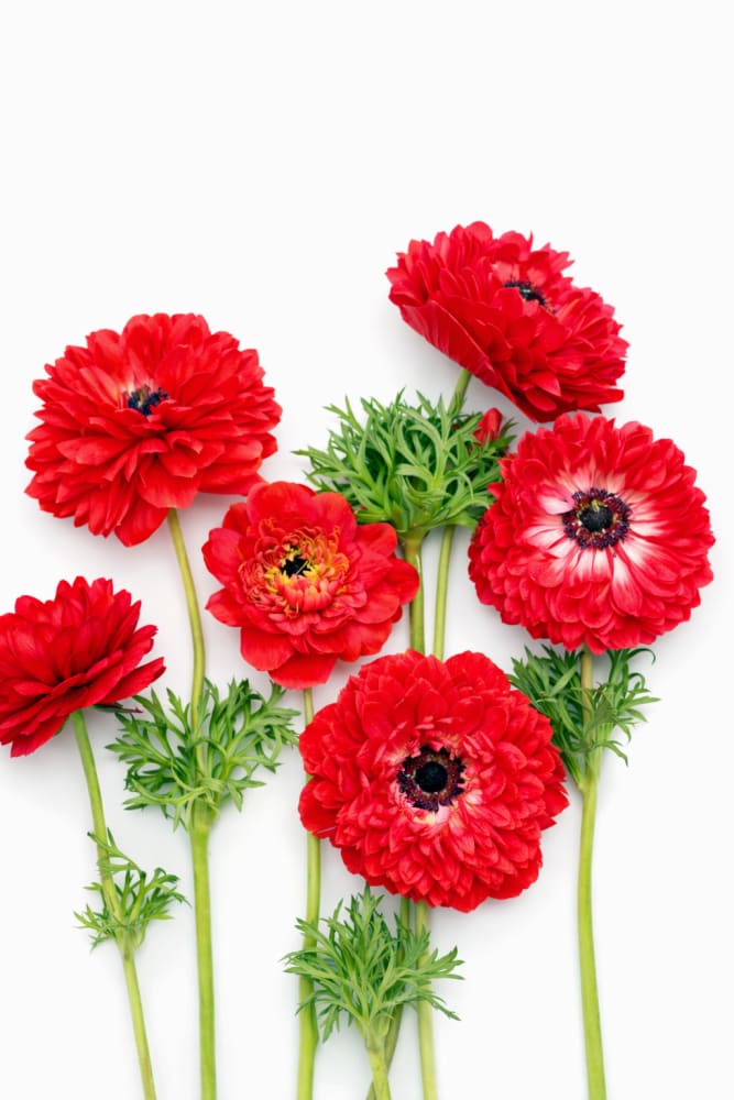 Anemone Levante® ROSSO | Italian Anemone | Corm size: 4/5 therapyofflowers.com