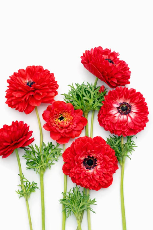 Anemone Levante® ROSSO | Italian Anemone | Corm size: 4/5 therapyofflowers.com