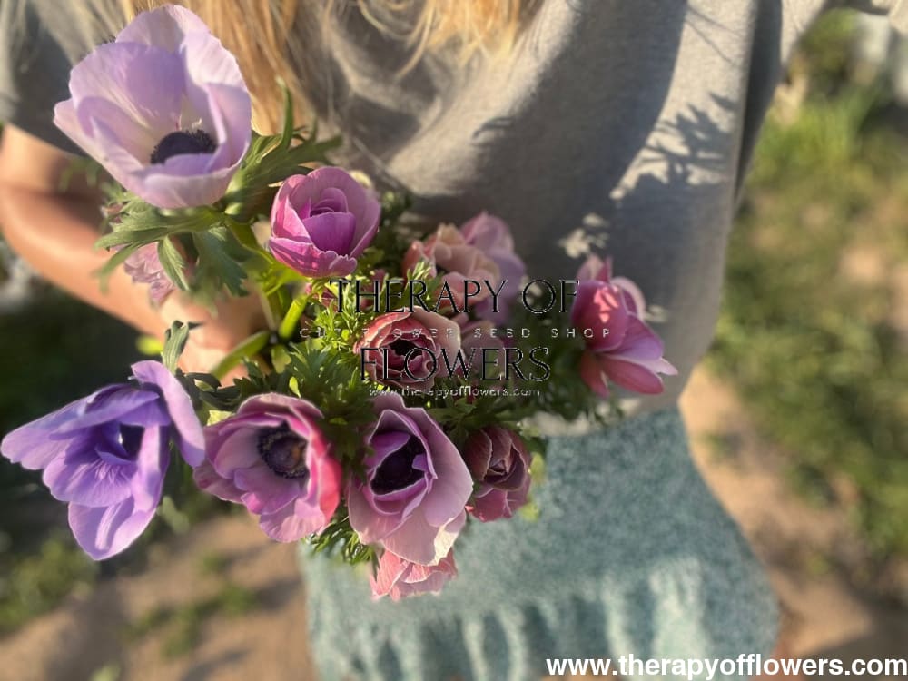 Anemone Mistral Plus® AZZURRO - Corms