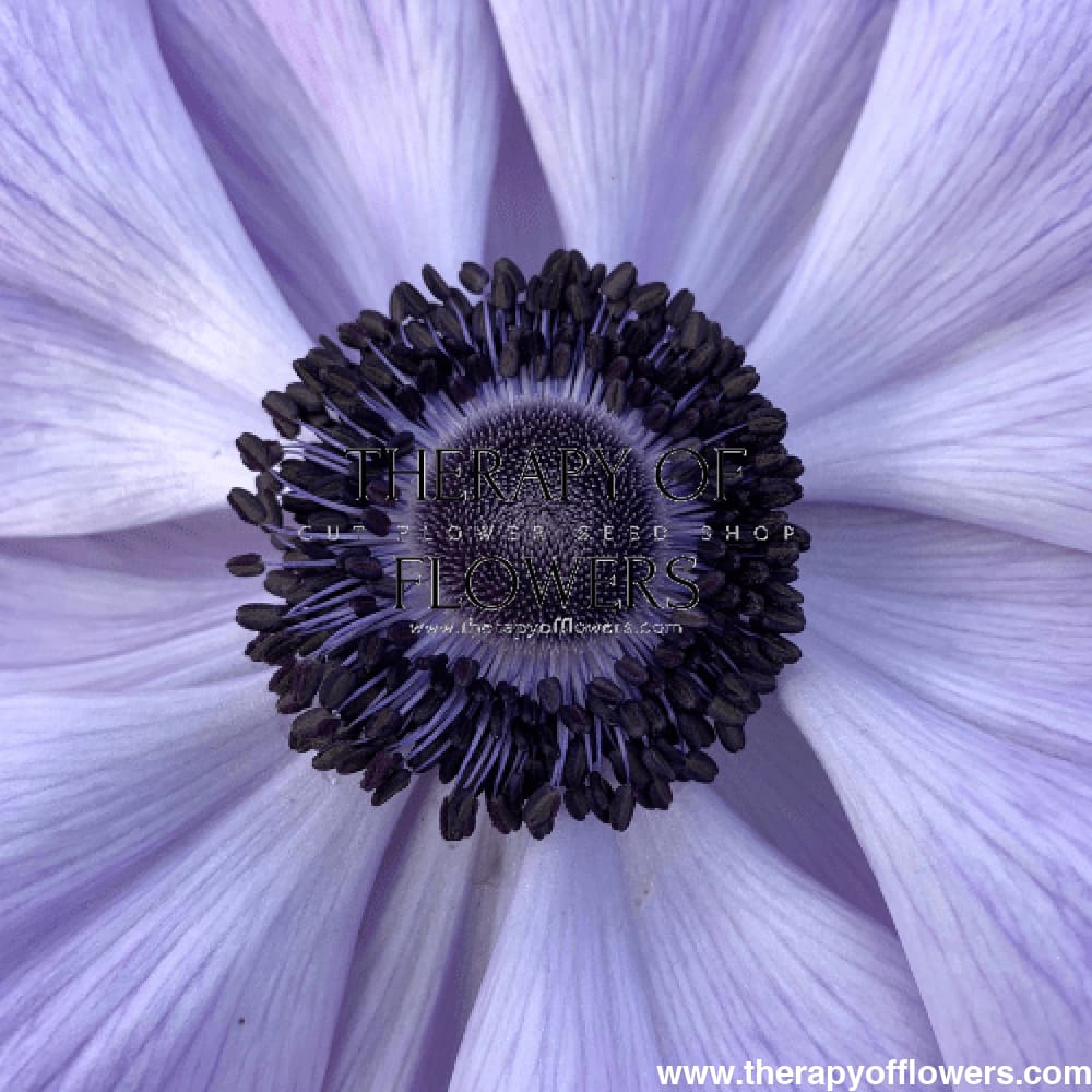 Anemone Mistral Plus® AZZURRO - Corms
