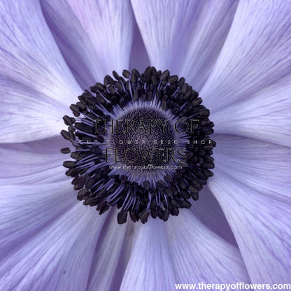 Anemone Mistral Plus® AZZURRO - Corms