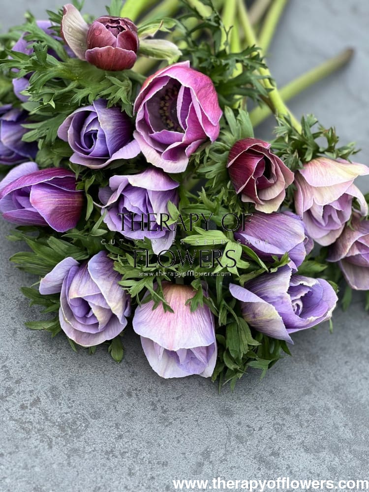 Anemone Mistral Plus® AZZURRO - Corms