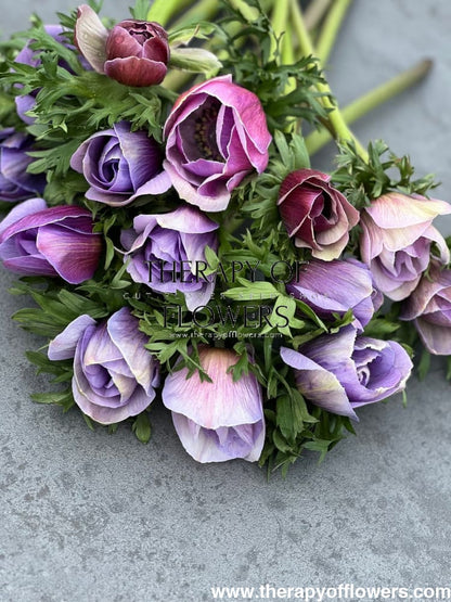 Anemone Mistral Plus® AZZURRO - Corms