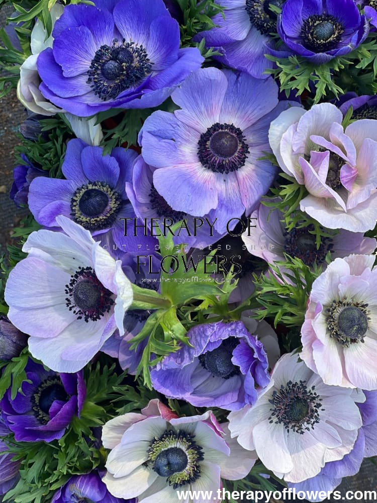 Anemone Mistral Plus® AZZURRO - Corms