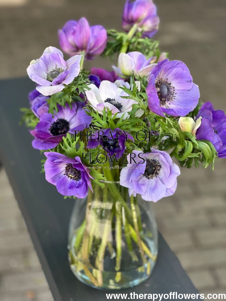Anemone Mistral Plus® AZZURRO - Corms