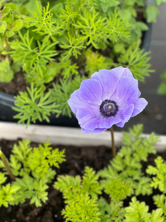 Anemone Mistral Plus® AZZURRO | Italian Anemone | Corm size: 4/5 therapyofflowers.com