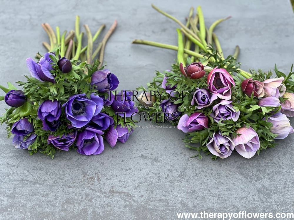 Anemone Mistral Plus® AZZURRO - Corms