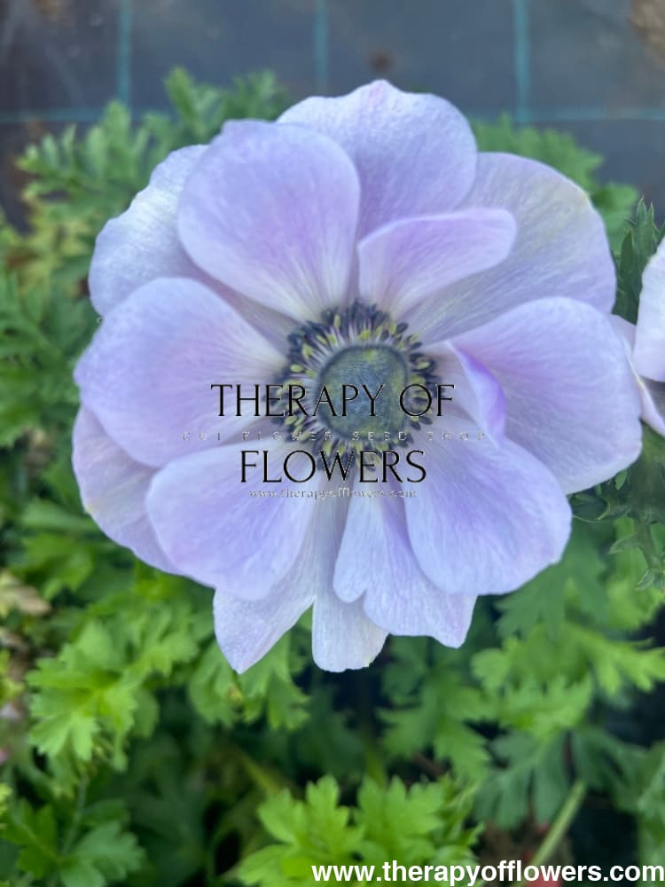 Anemone Mistral Plus® Azzurro | Large-Flowered Italian Anemone