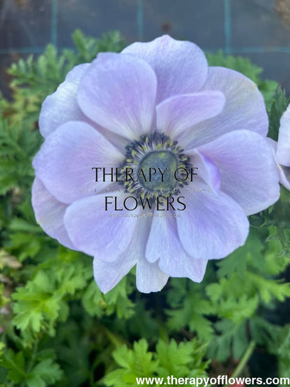 Anemone Mistral Plus® AZZURRO - Corms