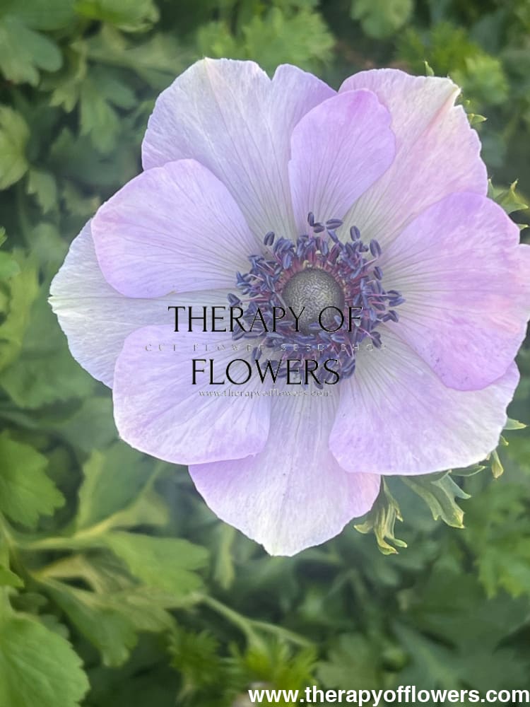 Anemone Mistral Plus® AZZURRO - Corms