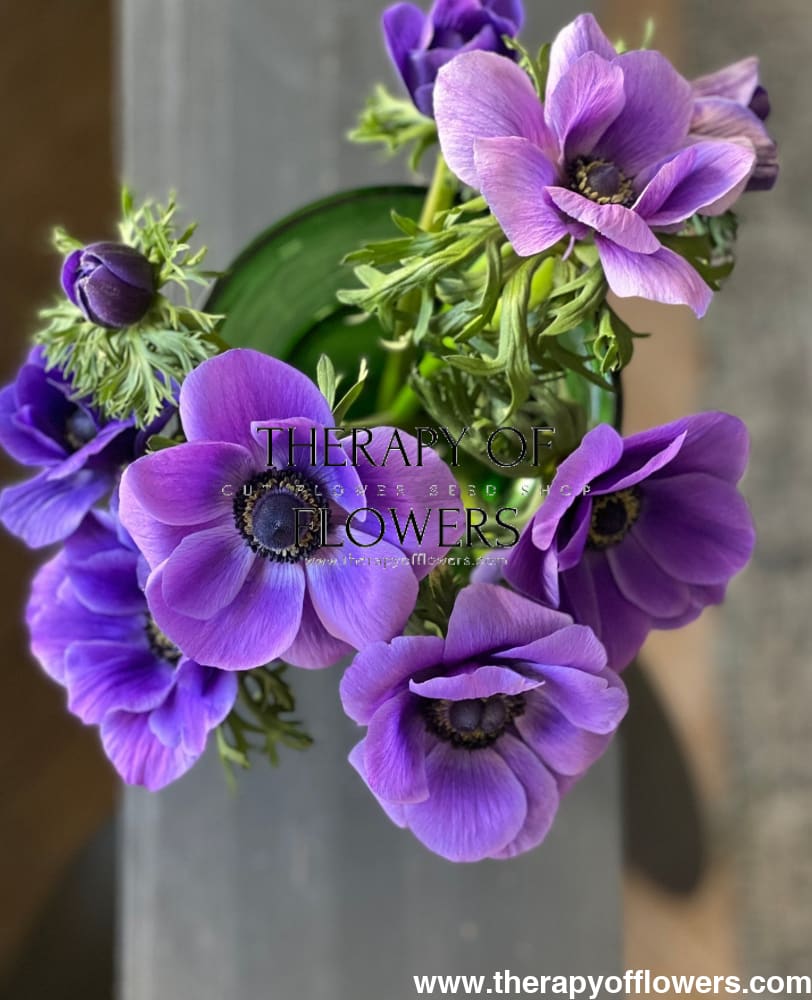 Anemone Mistral Plus® BLU - therapyofflowers.comCorms
