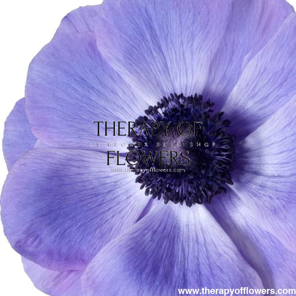 Anemone Mistral Plus® BLU - therapyofflowers.comCorms