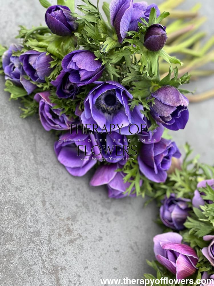 Anemone Mistral Plus® BLU - therapyofflowers.comCorms