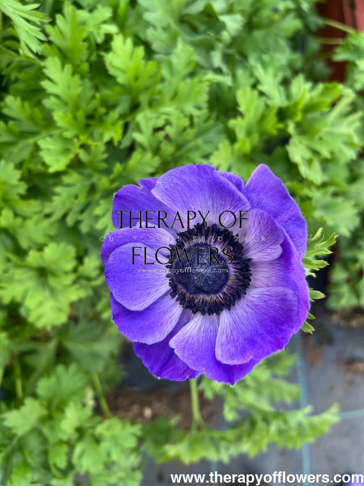 Anemone Mistral Plus® BLU - therapyofflowers.comCorms